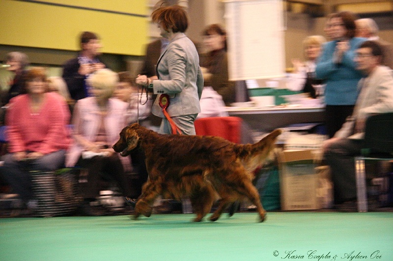 Crufts2011_2 173.jpg